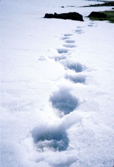 Polar bear tracks